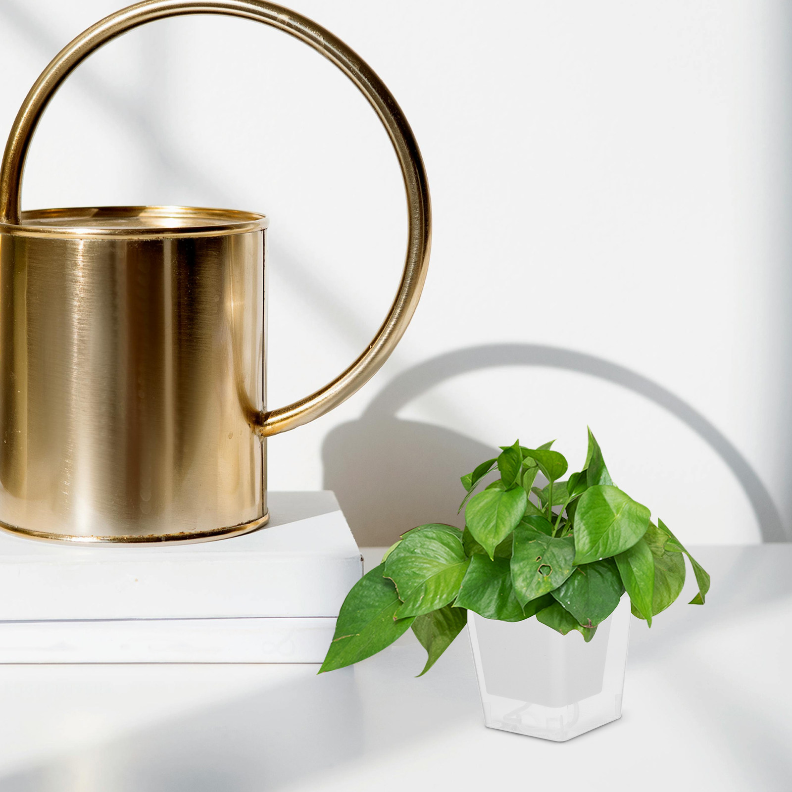 コンパクトなバルコニー用植木鉢、自動給水式室内プランター、狭 - Self-Watering Planter のレビューと価格
